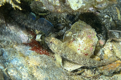 Gobius paganellus