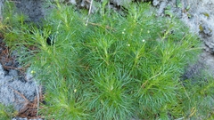 Artemisia morrisonensis