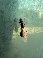 Camponotus inaequalis