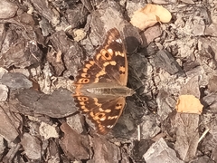Apatura ilia