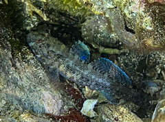 Gobius paganellus