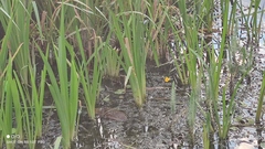 Utricularia australis