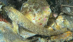 Gobius incognitus