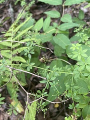 Galium asprellum