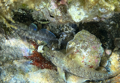 Gobius incognitus