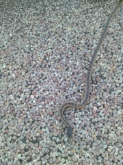 Lampropeltis splendida
