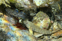 Gobius incognitus