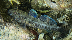 Gobius paganellus