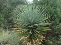 Yucca schottii