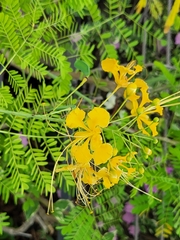 Caesalpinia pulcherrima flava