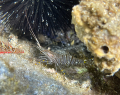 Palaemon serratus