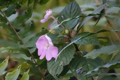 Impatiens