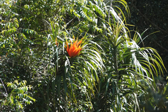 Freycinetia