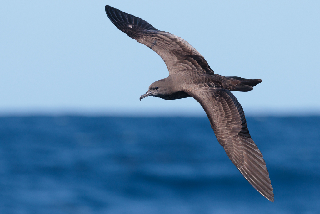 Wedge-tailed Shearwater (Ardenna pacifica) photo