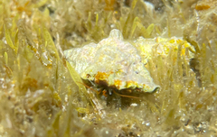 Clibanarius erythropus