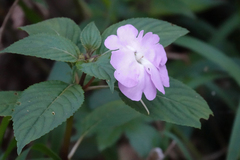 Impatiens