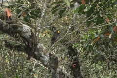 Melipotes gymnops