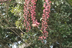 Xanthotis flaviventer