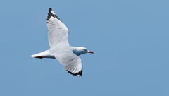 Chroicocephalus novaehollandiae