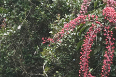 Xanthotis flaviventer