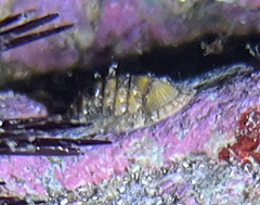 Rhyssoplax olivacea