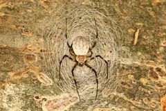 Herennia multipuncta