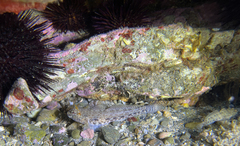 Gobius incognitus
