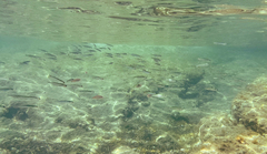 Atheriniformes