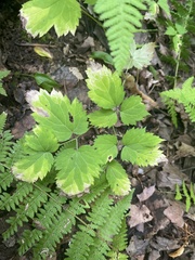 Actaea pachypoda