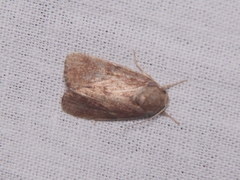 Noctuidae
