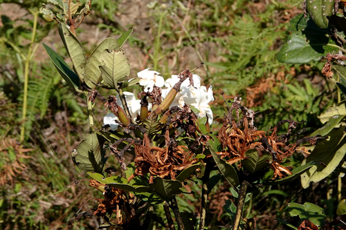 Rhododendron konori observed 2022-07-01