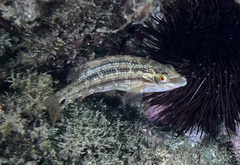 Symphodus melops