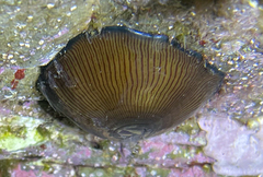 Actinia striata