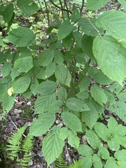 Corylus cornuta