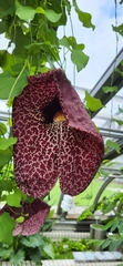 Aristolochia gigantea