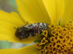 Acmaeodera decipiens