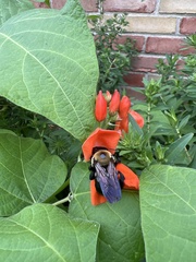 Xylocopa virginica virginica