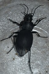 Carabus coriaceus