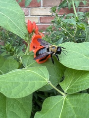 Xylocopa virginica virginica
