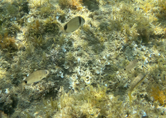 Diplodus vulgaris