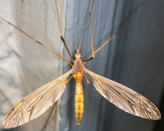 Tipula ultima