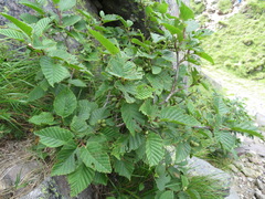 Alnus maximowiczii