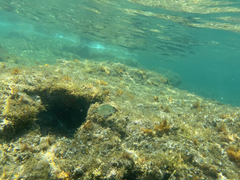 Diplodus sargus