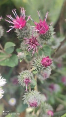 Arctium tomentosum