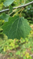 Populus tremula