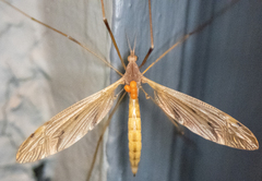 Tipula ultima