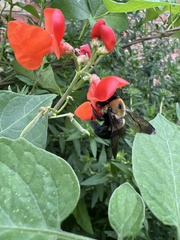 Xylocopa virginica virginica