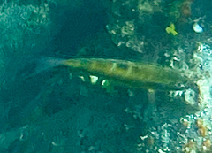 Thalassoma pavo