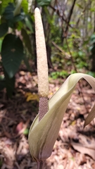 Amorphophallus