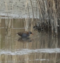 Rallus aquaticus